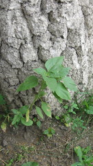 Helianthus tuberosus