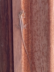 Anolis pulchellus