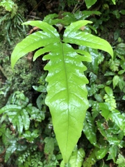 Tectaria phaeocaulis