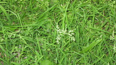 Poa