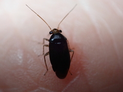Camptozygum aequale