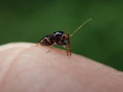 Camptozygum aequale