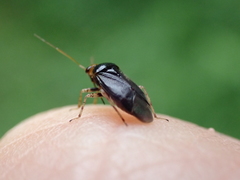 Camptozygum aequale