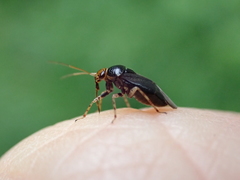 Camptozygum aequale
