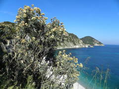 Anthyllis barba-jovis