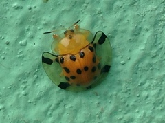 Aspidimorpha miliaris