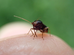 Camptozygum aequale