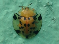 Aspidimorpha miliaris