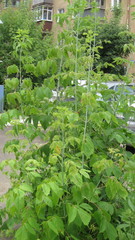 Acer negundo