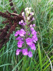 Platanthera peramoena