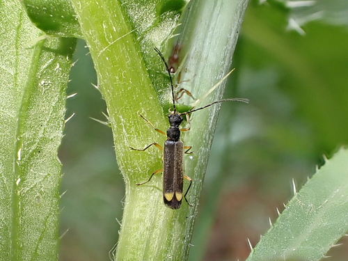 Malthinus biguttatus · iNaturalist
