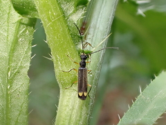 Malthinus biguttatus