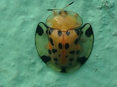 Aspidimorpha miliaris