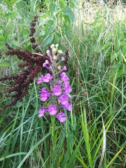 Platanthera peramoena