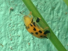 Aspidimorpha miliaris