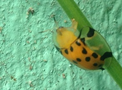 Aspidimorpha miliaris