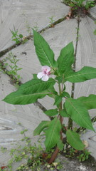 Impatiens glandulifera