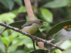 Dicaeum trigonostigma