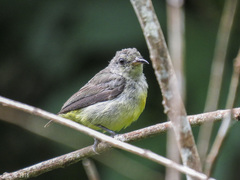 Dicaeum trigonostigma