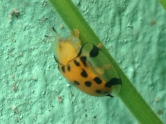 Aspidimorpha miliaris