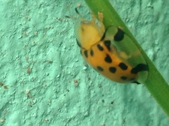 Aspidimorpha miliaris