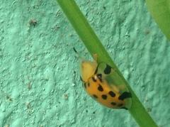 Aspidimorpha miliaris