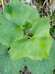 Adenostyles alliariae