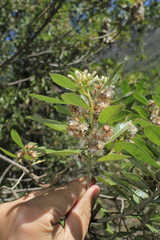 Baccharis nitida