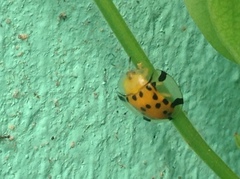 Aspidimorpha miliaris