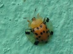 Aspidimorpha miliaris