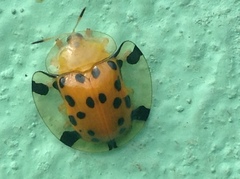 Aspidimorpha miliaris