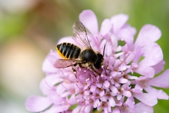 Megachile
