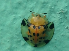 Aspidimorpha miliaris