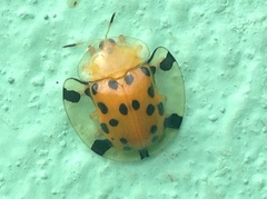 Aspidimorpha miliaris