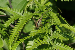 Eupholidoptera smyrnensis