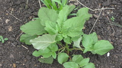 Amaranthus retroflexus