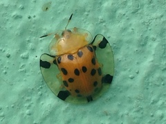 Aspidimorpha miliaris