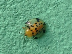 Aspidimorpha miliaris