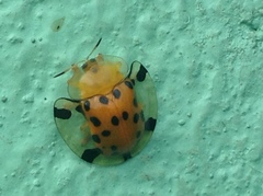 Aspidimorpha miliaris