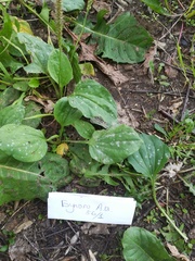 Podosphaera plantaginis