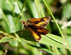 Polites vibex catilina