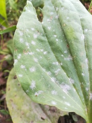 Podosphaera plantaginis