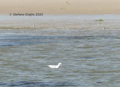 Chroicocephalus genei