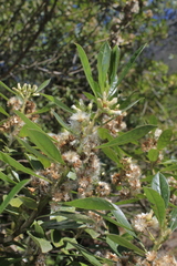 Baccharis nitida