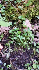Hydrocotyle americana