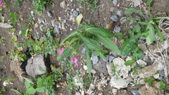 Impatiens glandulifera