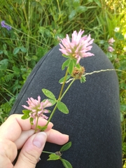 Trifolium pratense