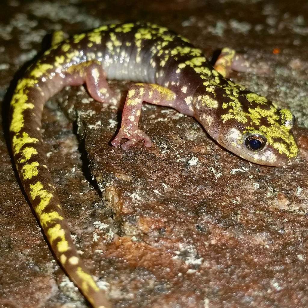 Hickory Nut Gorge Green Salamander