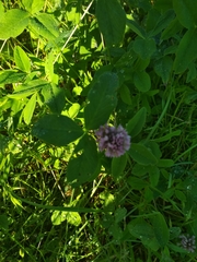 Trifolium pratense