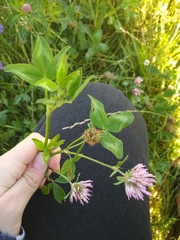 Trifolium pratense